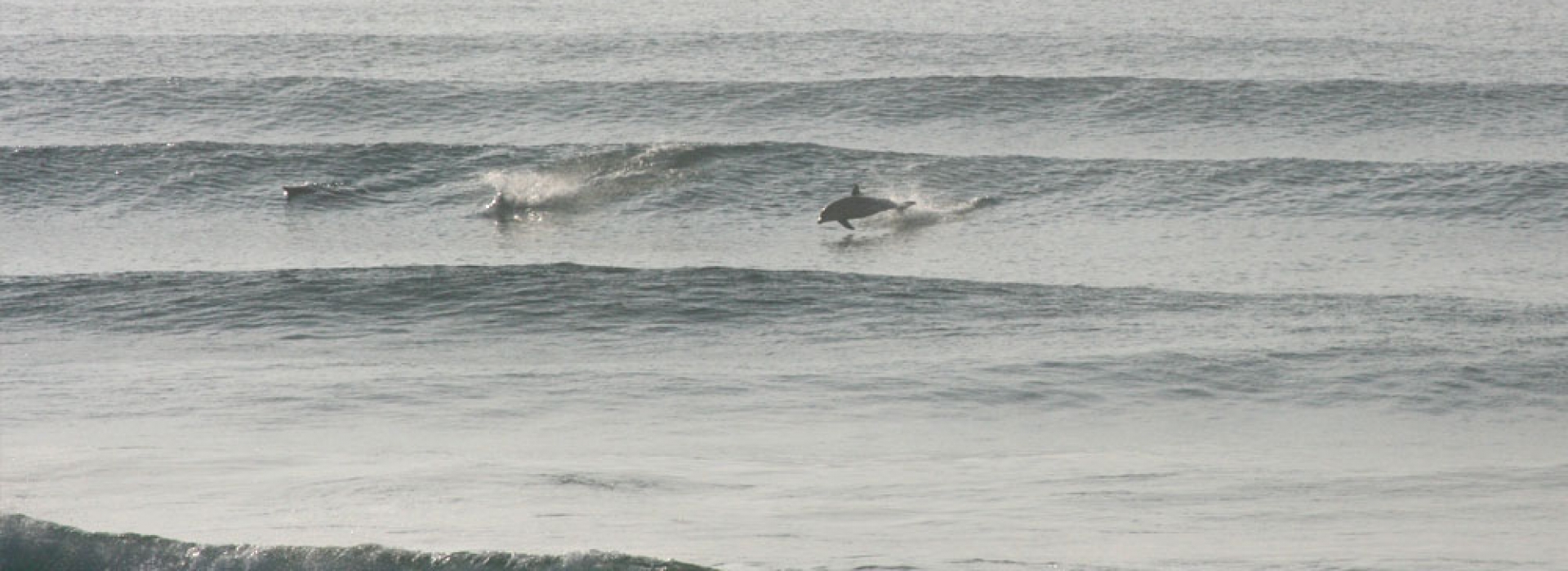 Home Dolphins 1920 x 1080